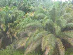 archive.wn.com Dhahiri