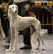 saluki.sk Dhakra