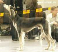 saluki.sk Dhakra