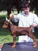 charlestondobermans.com Dhalila