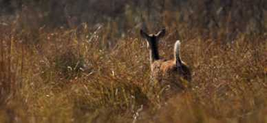 walkthewilderness.net Dhangari