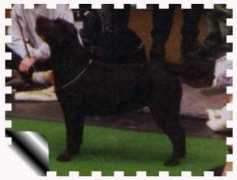 tiverton-labradors.de Dhanno