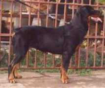 dogsindia.com Dhanur