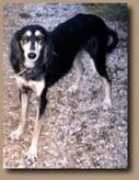 saluki.it Dharin