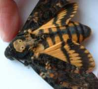 mothsofdungeness.co.uk Dhead