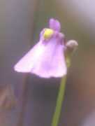 Dhiko