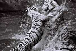 artwanted.com Dhingra