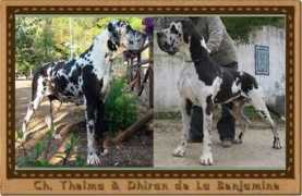 bigulla.it Dhiran