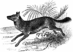 Dhole