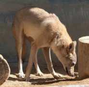 Dhole