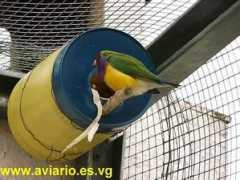 Diagou