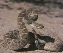 arcadiaclub.com Diamantino