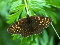 pisum.bionet.nsc.ru Diamin