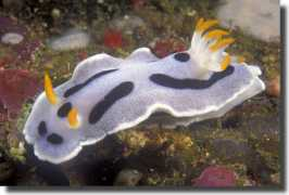 vibrantsea.net Dianae