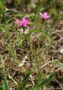 linnaeus.nrm.se Diandel