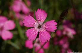 linnaeus.nrm.se Diandel