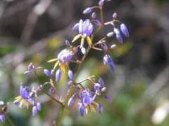members.ozemail.com.au Dianella