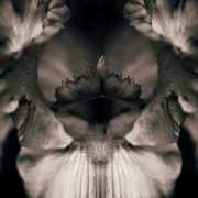 photographersgallery.com Diantha