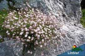 lintver.it Dianto