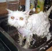 toptourney.org Dicat