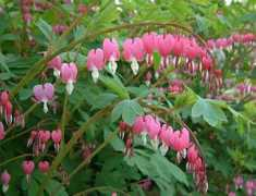 Dicentra