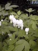 gardeninginarizona.com Dicentra