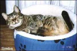 safehavenforcats.com Dichelle