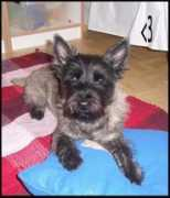 Dickie