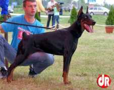 dobermann-review.com Didiane