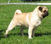 tangetoppen.org Didiel