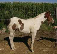 johnsonfarmsweb.com Diegor