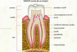 infovisual.info Diente