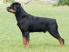 Diezel