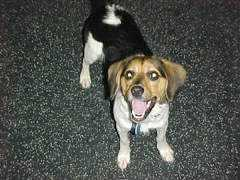 Digdog