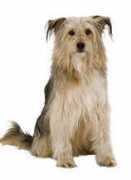 Digdog