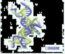 Digene