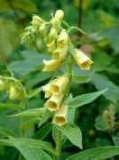 deeproot.co.uk Digitalis