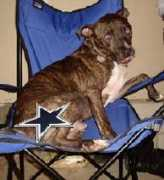 dogster.com Diglet