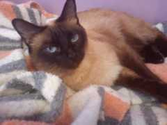 fotolog.com Digoo