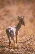 Dikdik