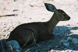Dikdik