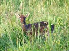 Dikdik