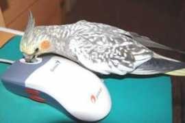 parrotclub.sk Dikina