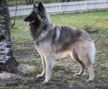kvinabelgian.com Dilase