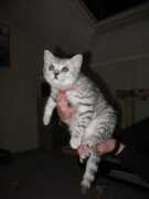 catteryoftheplantation.webklik.nl Dilayla