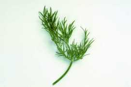 Dill