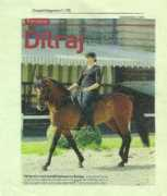 horsemarwari.com Dilraj