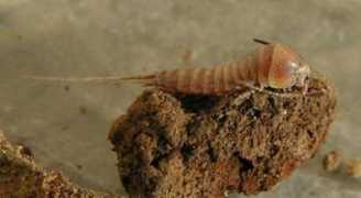 galerie-insecte.org Dilta