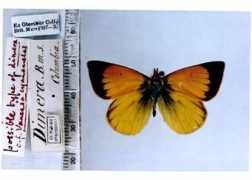 butterfliesofamerica.com Dimera