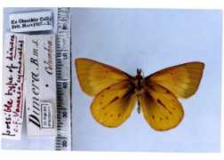 butterfliesofamerica.com Dimera
